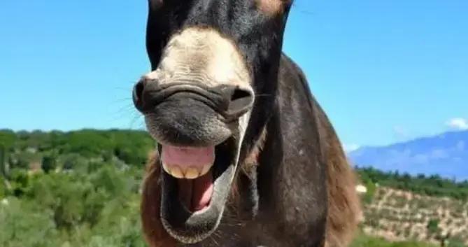 最新神反轉幽默笑話段子，輕鬆又愉快，看完你笑了幾天？