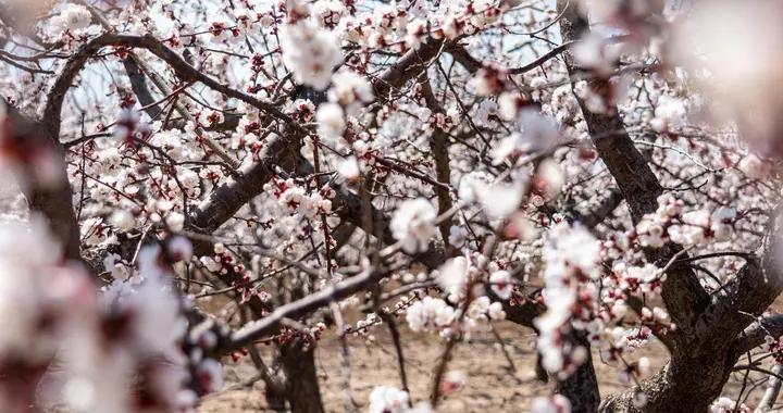 散文·杏花綻放 春韻盛景