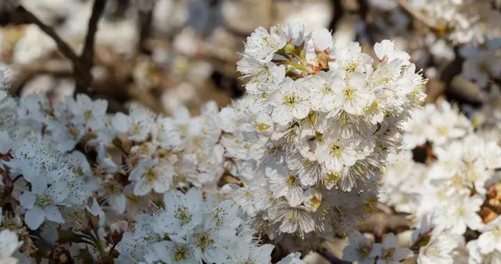 散文詩·櫻桃花綻放之美