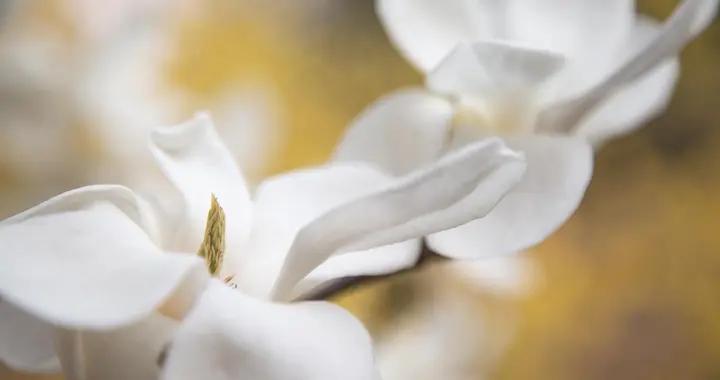 散文詩·清雅脫俗玉蘭韻