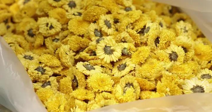 藥食推薦丨肝氣升發時節，正是品菊花佳期