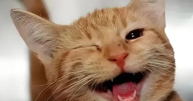 13個極品爆笑幽默笑話，笑點十足，讓你笑出眼淚笑到拍桌，要分享