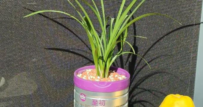 被網友的“花盆”驚到了，思路打開後，什麼都能當花盆用