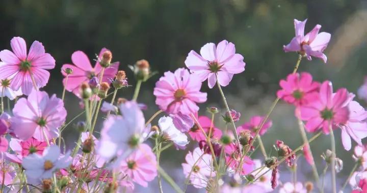 國新辦新聞發佈會：春節假期帶動居民文化旅遊消費明顯增加