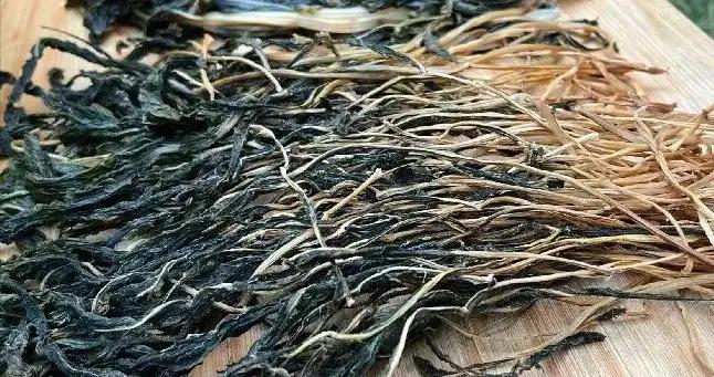 這菜很多人只喫根莖，其實葉子纔是寶貝，3月正當季，比肉還香！