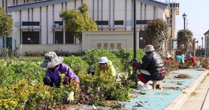 村裏搬進樓房，鋤頭放哪兒？這個小區用“共享菜園”留住鄉愁