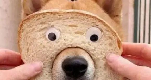 笑到噴飯，剛出爐的13個最新極品笑話合集，看一次笑一次