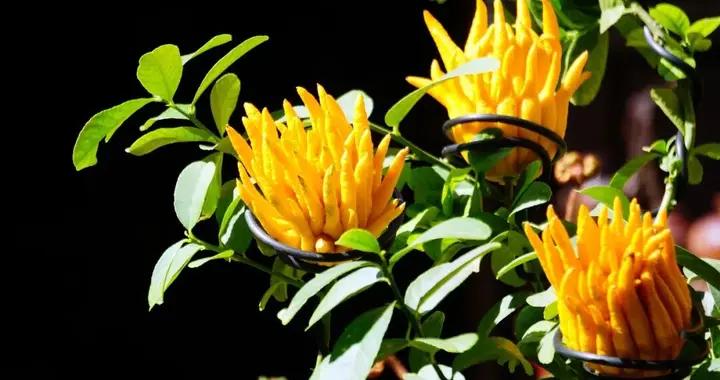 疏肝和胃的“香氣之王”，用來煲湯泡茶清潤甘甜