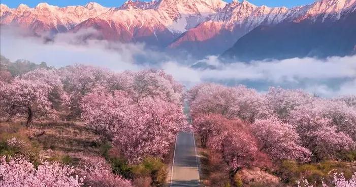 國內公認的頂級春色，不在江南，有直飛有高鐵，但自駕最美！