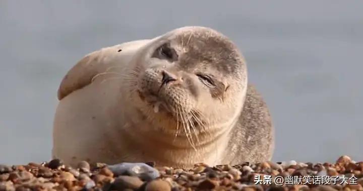 最新的12個笑到肚子疼的爆笑幽默笑話，看一次笑一週，笑到抽筋