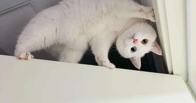 主人曬自家貓的“健身照”，網友以爲在賣萌，貓：啊我慌得一批！