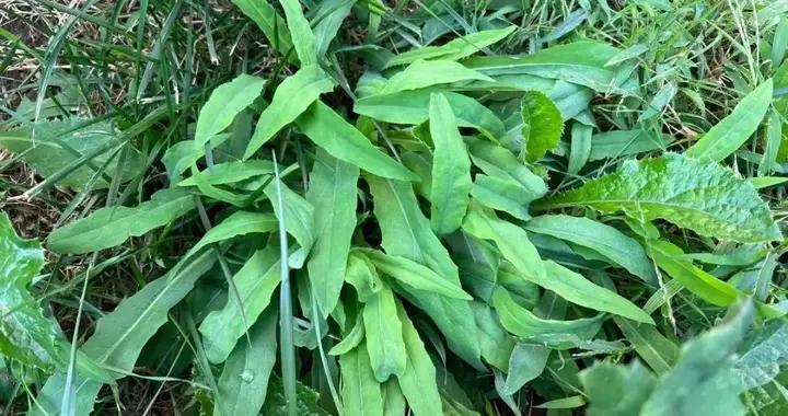 3月，這菜別錯過，比芥菜、韭菜還營養！可惜多數人拿它當野草！