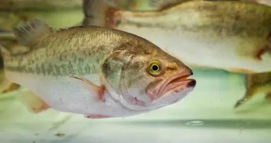 什麼魚燒什麼菜?各種食用魚類盤點