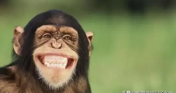 笑到肚子疼的12個笑話，笑到拍桌，專治不開心，看完你笑了幾天？