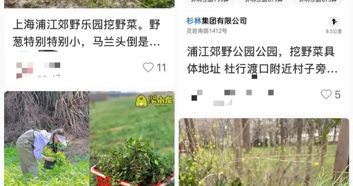 警惕！野外正大量出現，很多上海人已舉家出動！有人貪嘴，被緊急送醫搶救