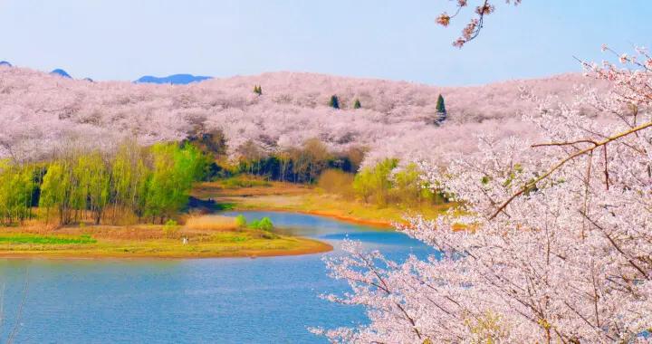 花漾高峯 “櫻”你而來