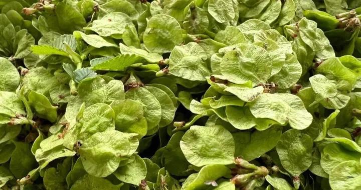 春天別隻喫薺菜！這菜鮮脆清甜，3月正當時，錯過等明年！