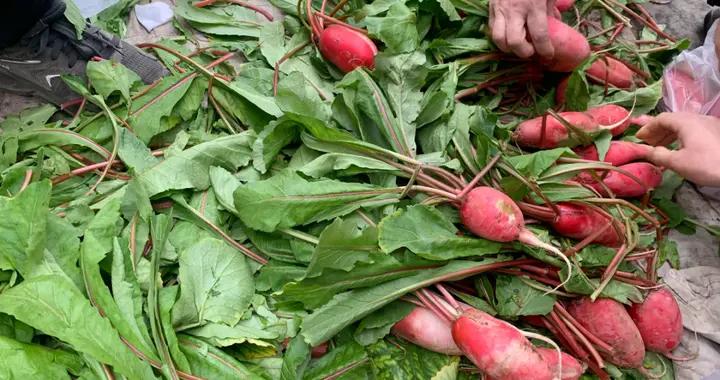 春天，喫韭菜菠菜不如喫它！和豆腐是絕配，不花一分錢，真鮮美！