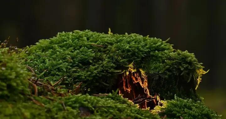 眼皮上長出“苔蘚”又蔓延到全身，輕輕一摳就開始掉屑