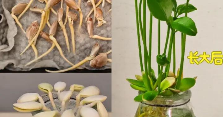 第一次感受到“水果核”的威力！放水裏養一下，幾天長成小盆栽