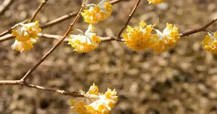 “再問自殺”開花了！靠它求美滿，不如靠它生錢