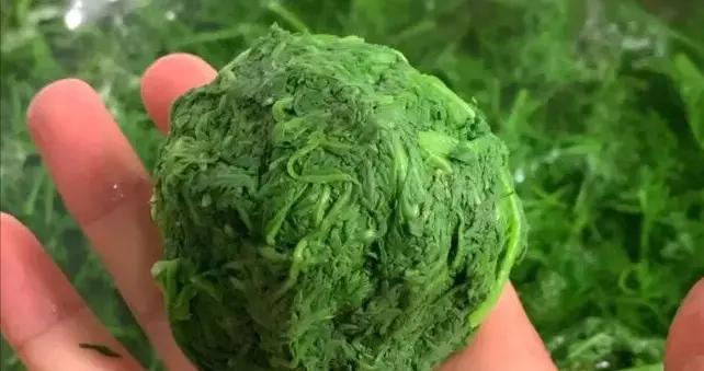 清明前後，碰到此菜別手軟，一次囤20斤，放冰箱凍起來，特省事！