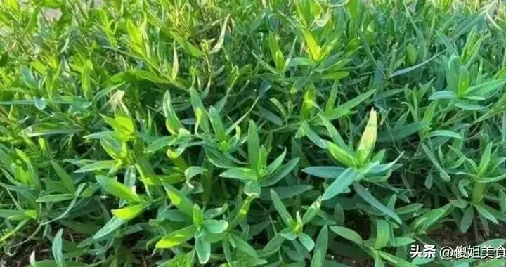 3月遇到這菜別手軟，比薺菜還營養，食用期很短，包餃子喫真香！