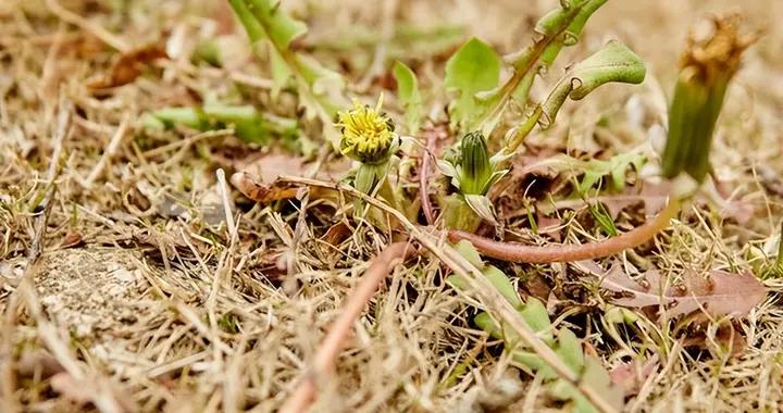 剛採的蒲公英能泡水喝嗎？答案是……