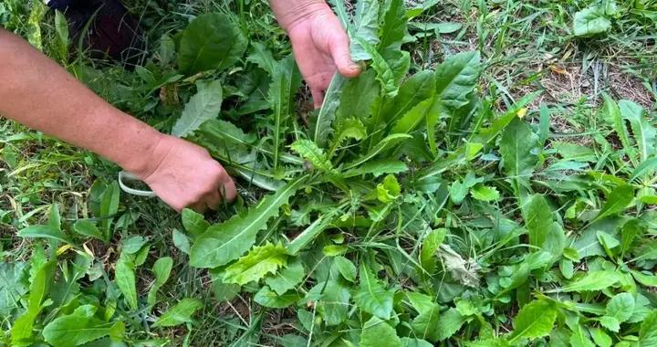 3月遇到這菜別放過，鮮嫩營養，多數人拿它當野草，蒸包子真鮮美