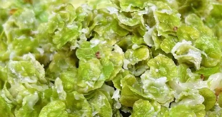 3月，遇到這菜別手軟，比薺菜還鮮，食用期很短，不懂喫真可惜！