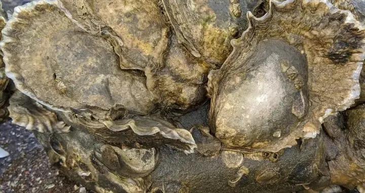 別再只知道喫生蠔了！它的一生，遠比你想象得更震撼