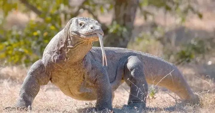 現存最大蜥蜴有多強？嗅覺賽獵犬、牙齒含劇毒，卻逃不出孤島命運