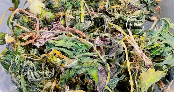 薺菜香椿靠邊站，它纔是“野菜之王”！一蒸一炒，泡水喝好處多多