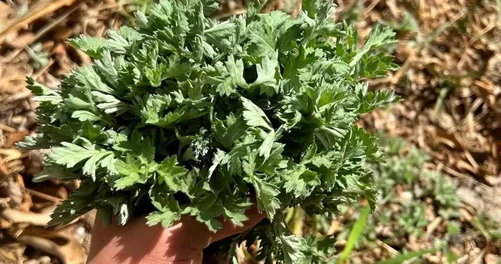 春天喫艾草，我家最愛這做法！不蒸不煮煎成餅，焦香帶清鮮！