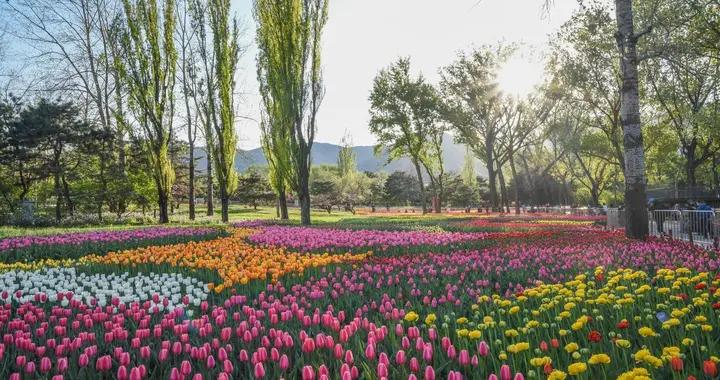 高速免費、增開賞花專列、博物館不閉館……清明出遊必看！