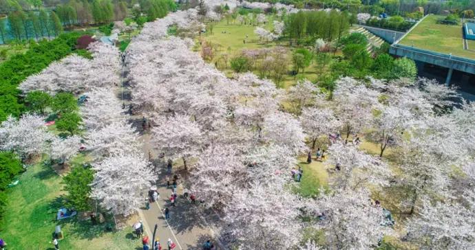 大型三甲醫院過敏患者就診量明顯上升，花粉過敏竟不是花惹的禍？