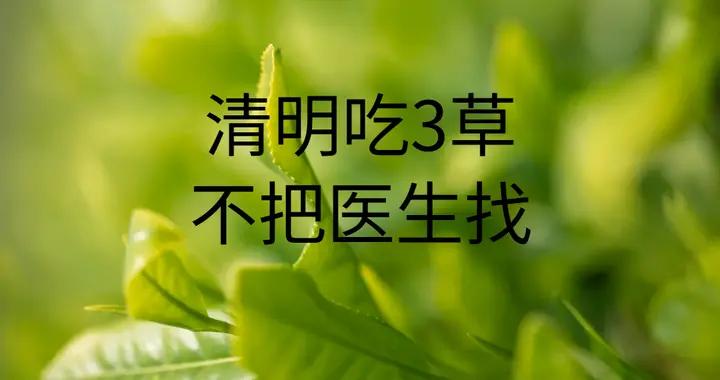 明天清明，老人說：“清明喫3草，不把醫生找”，這3草指的是啥？