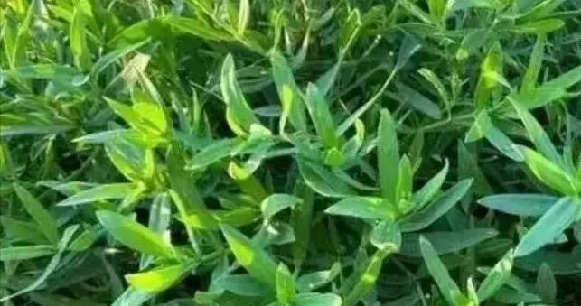 4月遇到這菜別手軟，比薺菜還鮮，食用期很短，用它包餃子喫真香