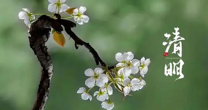 “清明喫四鮮，賽過活神仙”！明日清明，哪4鮮？再忙別忘了喫