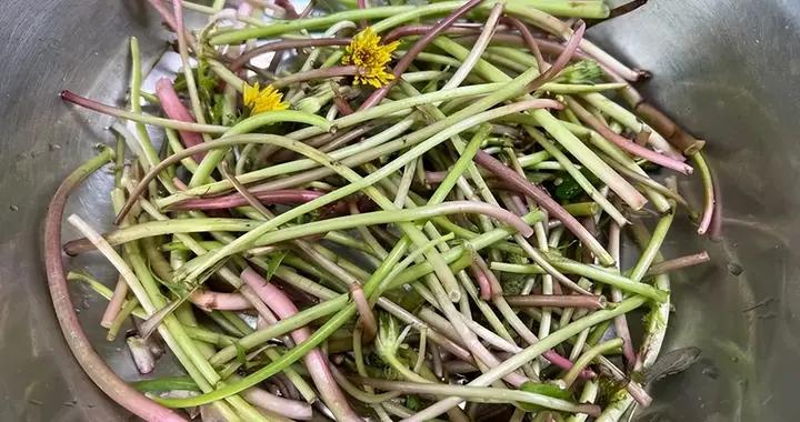 比茼蒿嫩，比空心菜鮮！春天這種野菜，隨手一炒就好喫，別再扔了