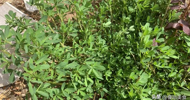 4月遇到這菜別錯過！用玉米麪一蒸，香到停不下來，快試試