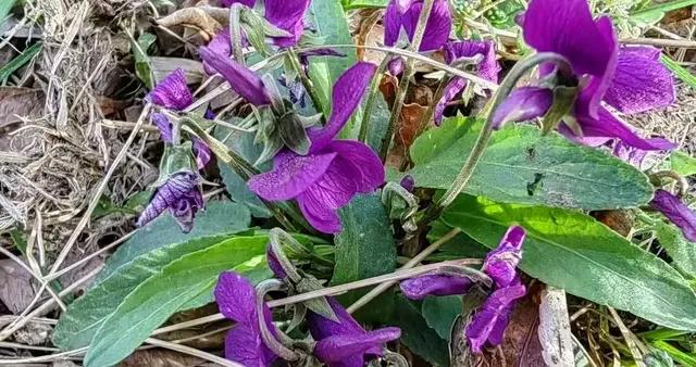 別再把它當雜草了！四月正是鮮嫩時，簡單一煎，比肉還香