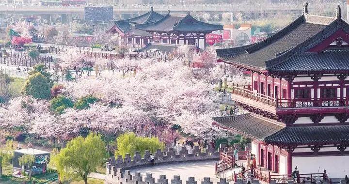 花事正濃！全國各地“賞花遊”持續升溫