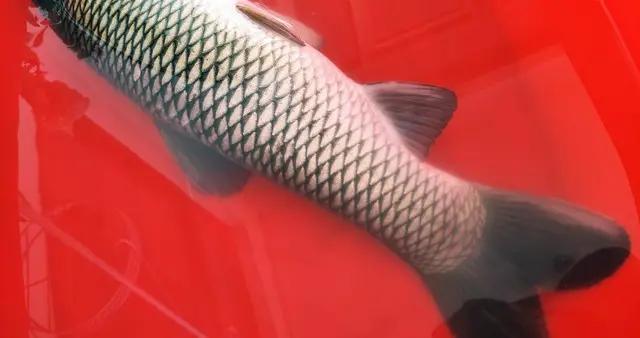 春天喫魚，懂行的專挑它，比鯽魚鮮美，比草魚營養，不懂喫真可惜