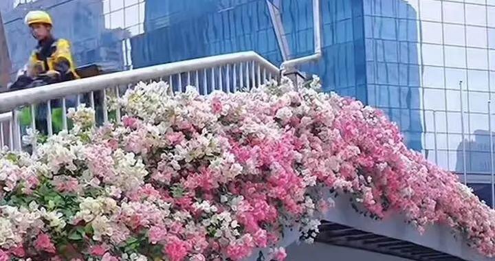 中國綠化帶爲何圈粉老外？