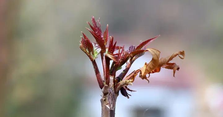 春日採香椿，一樹香椿紅，滿院春味濃