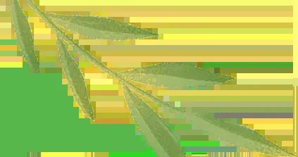 別再瞎養生了！中醫告訴你春天真正的“生髮”密碼