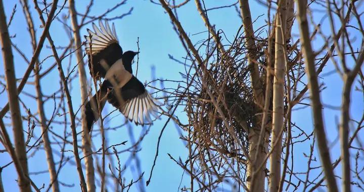 沁園春·喜鵲築巢