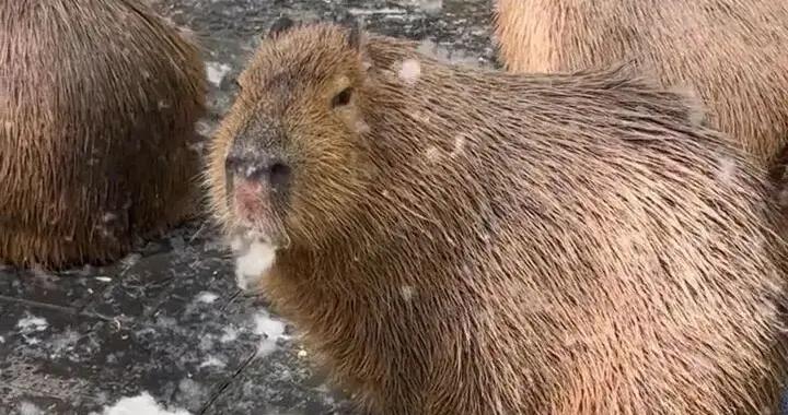 “水豚情緒穩定喫楊絮” 上熱搜！網友操碎了心...