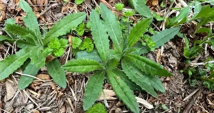 別把這菜當野草！婆婆說4月嫩苗最金貴，蒸一蒸拌一拌，鮮得很